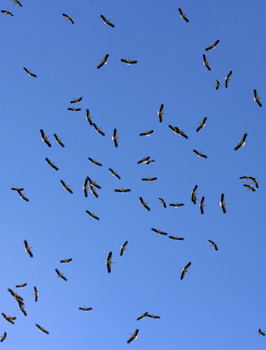 Flock of White Storks Flying in Blue Sky