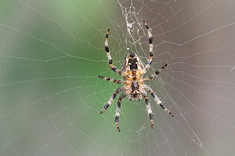 Close-up of a spider in its web with blurred background