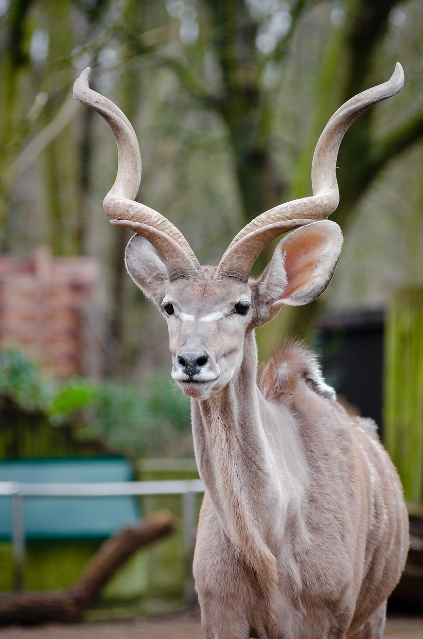 Portrait of a male Kudu with spiral horns in a zoo enclosure