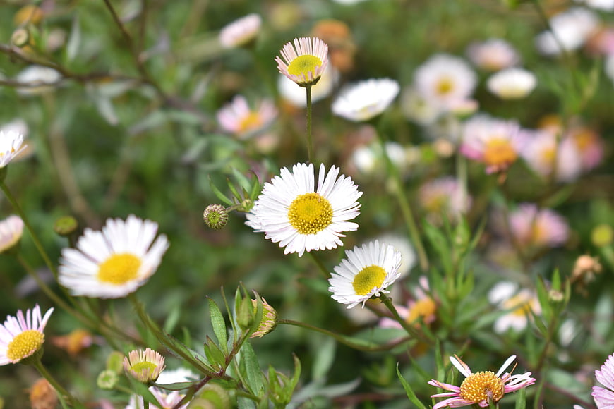 Close-up of white and pink daisies in a summer meadow