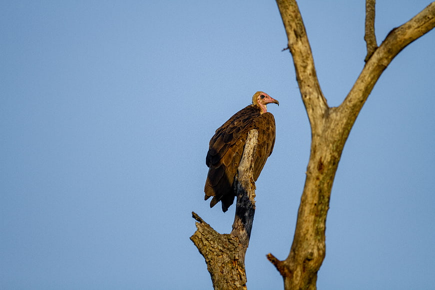 Turkey Vulture Perched on Dead Tree Branch Against Blue Sky