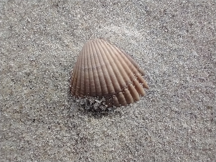 Single seashell resting on wet gray sand beach