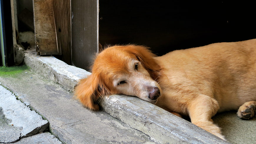 Sleeping Golden Retriever Puppy on Concrete Steps