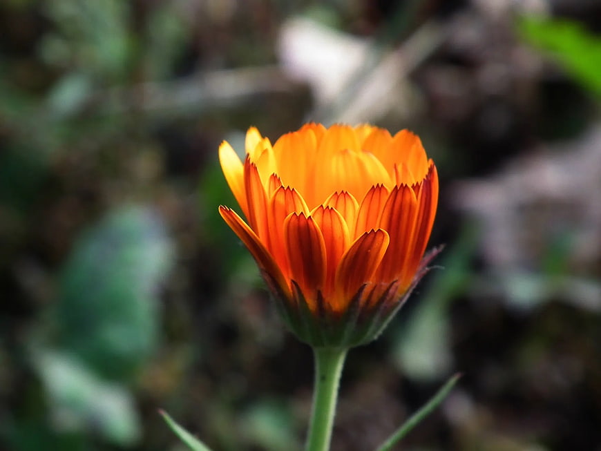 Close-up of vibrant orange calendula flower bud