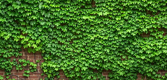 Lush Green Ivy Covering Red Brick Wall Texture
