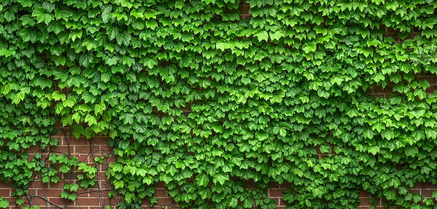 Lush Green Ivy Covering Red Brick Wall Texture