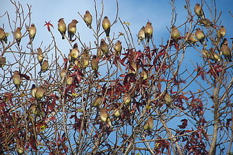 Flock of Cedar Waxwings Perched in a Tree