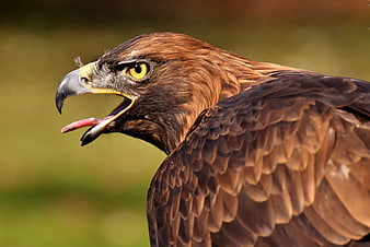 Close-up portrait of a golden eagle with open beak