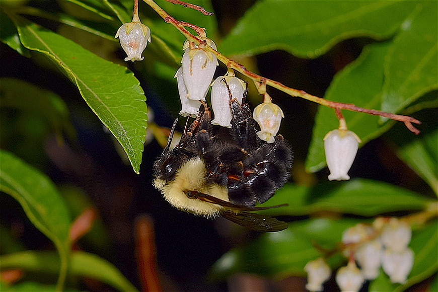 Close-up of Bumblebee Pollinating White Bell Flowers