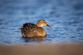 Female Mallard Duck Swimming in Golden Hour Light
