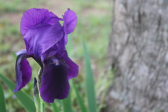 Close-up of a vibrant purple iris flower in bloom