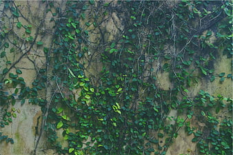Green Vines Climbing Textured Stone Wall Background