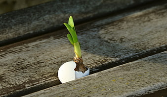 Green Onion Sprout Growing from Broken Eggshell on Wood