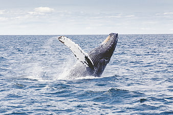 Humpback whale tail breaching ocean surface