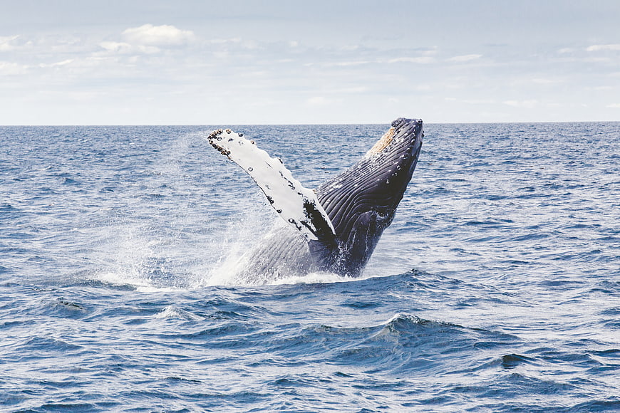 Humpback whale tail breaching ocean surface