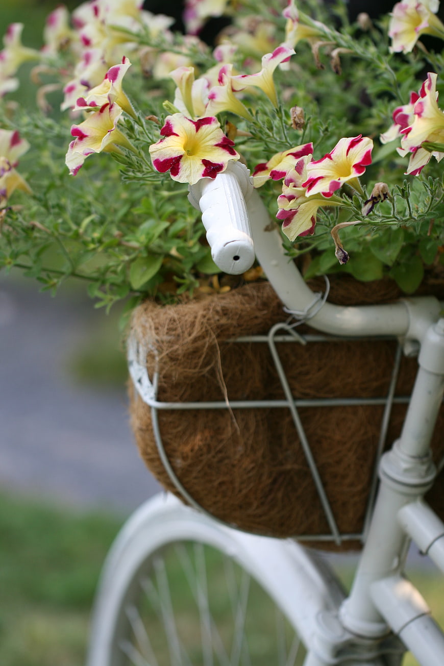 Vintage White Bicycle with Petunia Flower Basket