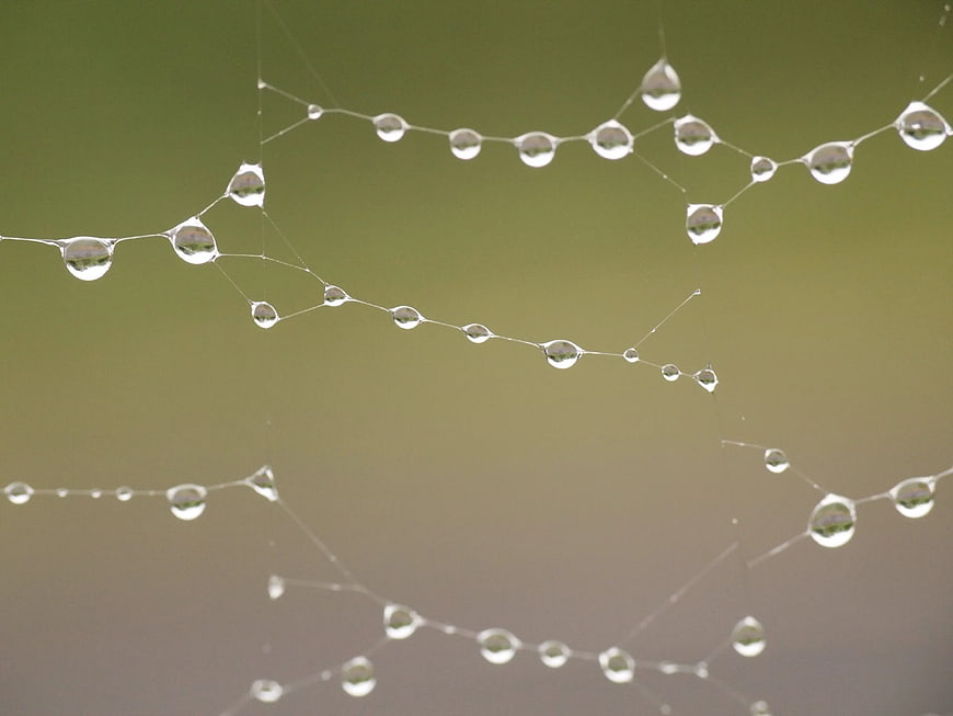 Macro Photography of Dew Drops on Spider Web