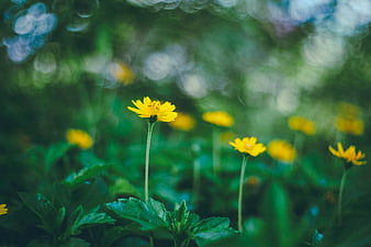 Yellow Wildflower with Green Bokeh Background