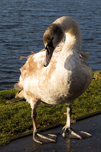 Young Swan Preening Feathers by Lake Water