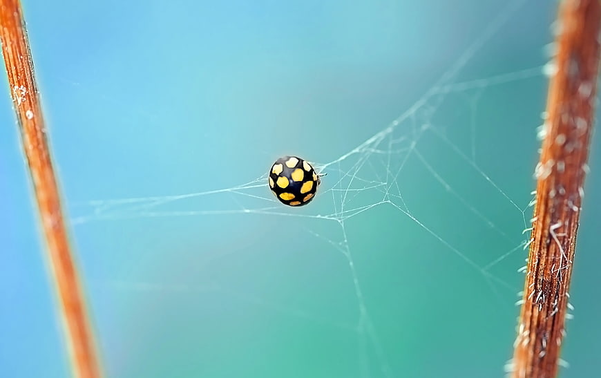 Macro of Black and Yellow Spider on Web