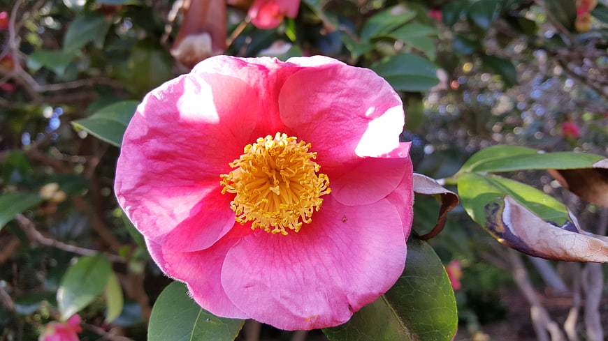 Close-up of vibrant pink camellia flower with yellow center