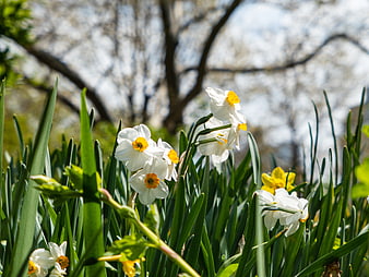 White and Yellow Daffodils Blooming in Spring Garden