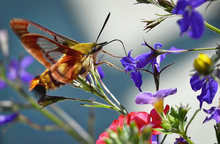 Hummingbird Sphinx Moth Hovering Near Vibrant Purple and Red Garden Flowers
