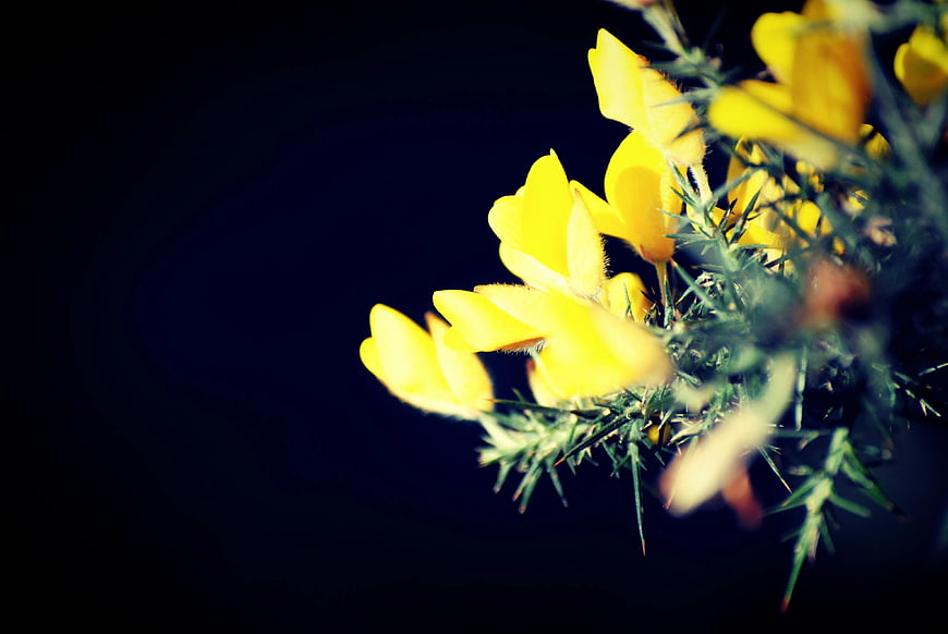Yellow Gorse Flowers on Dark Blue Background