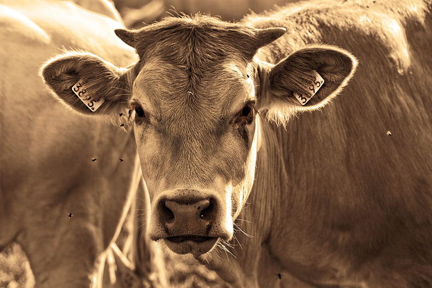 Close-up portrait of a cow with ear tags in sepia tone