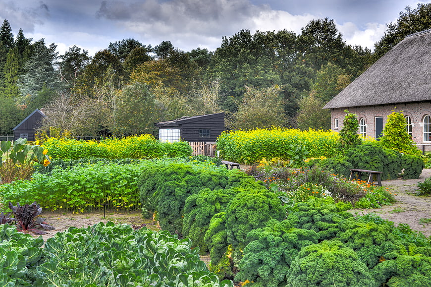Lush vegetable garden with thatched cottage and autumn trees