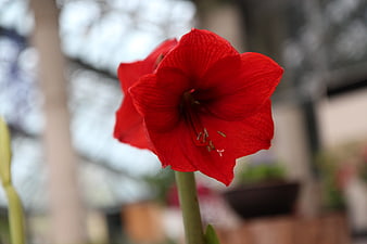 Close-up of vibrant red amaryllis flower in bloom