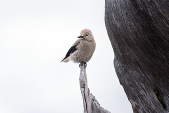 Pine Grosbeak Perched on Weathered Branch Against White Sky