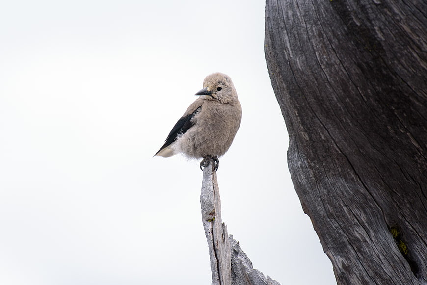 Pine Grosbeak Perched on Weathered Branch Against White Sky