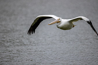 White Pelican Flying Over Gray Water Surface