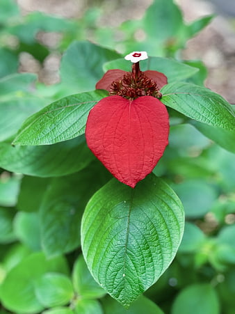 Close-up of Red Paper Flower with Green Leaves