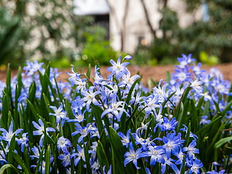 Vibrant Blue Scilla Flowers Blooming in Spring Garden
