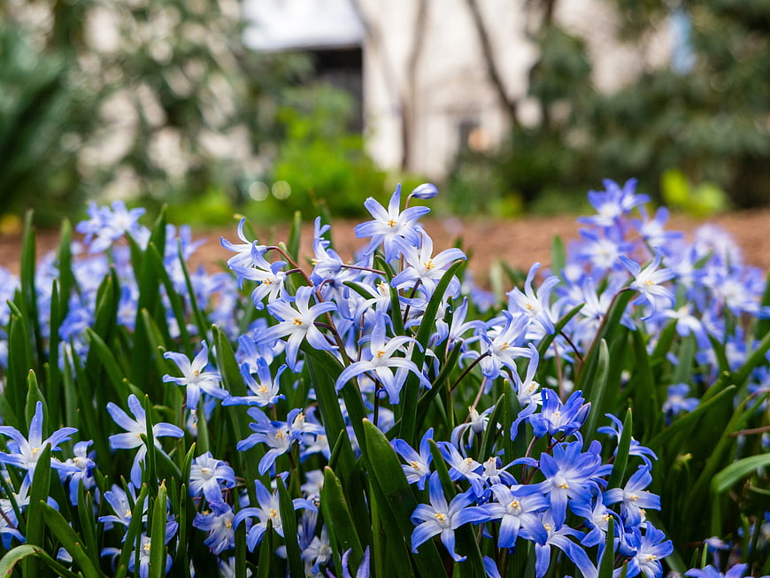Vibrant Blue Scilla Flowers Blooming in Spring Garden