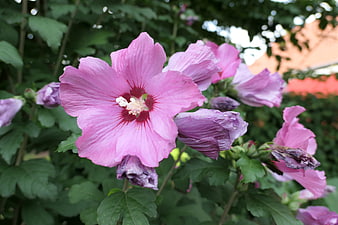 Close-up of vibrant pink hibiscus flowers in a garden