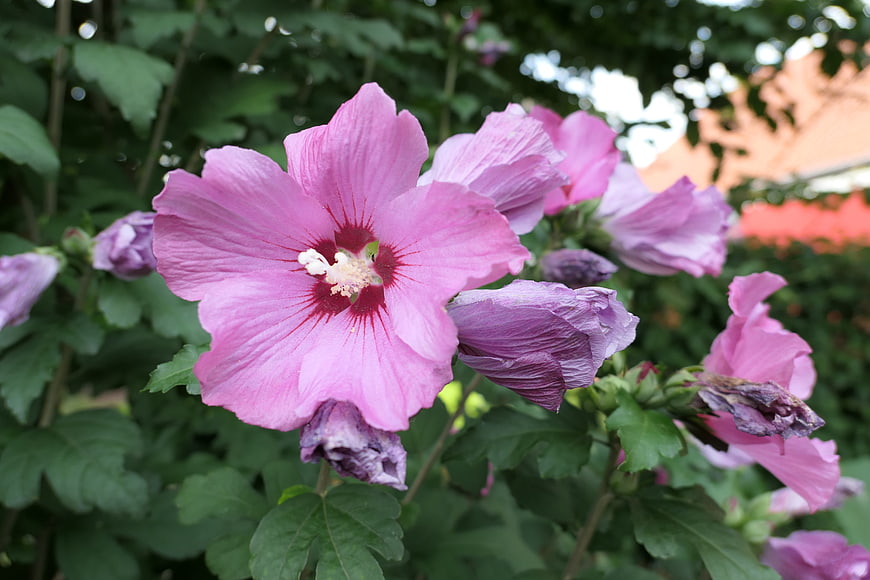 Close-up of vibrant pink hibiscus flowers in a garden