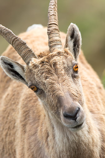 Close-up portrait of a wild goat with curved horns