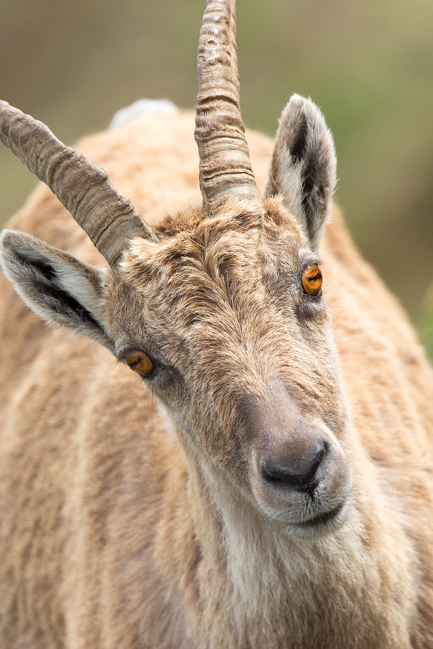 Close-up portrait of a wild goat with curved horns