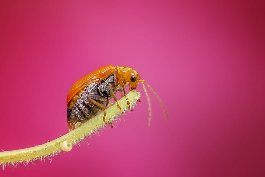 Macro photography of orange beetle on plant stem against pink background