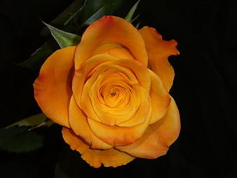 Vibrant Orange Rose Close-Up on Black Background