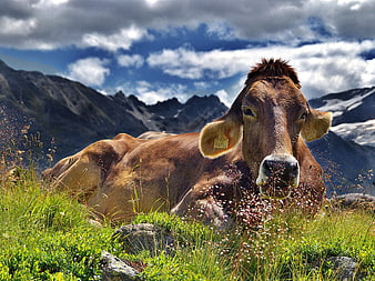 Brown Cow Resting in Alpine Meadow with Mountain Background