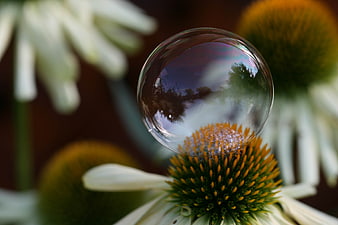 Soap Bubble Resting on Purple Coneflower Bud