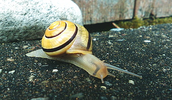 Close-up of a garden snail on asphalt