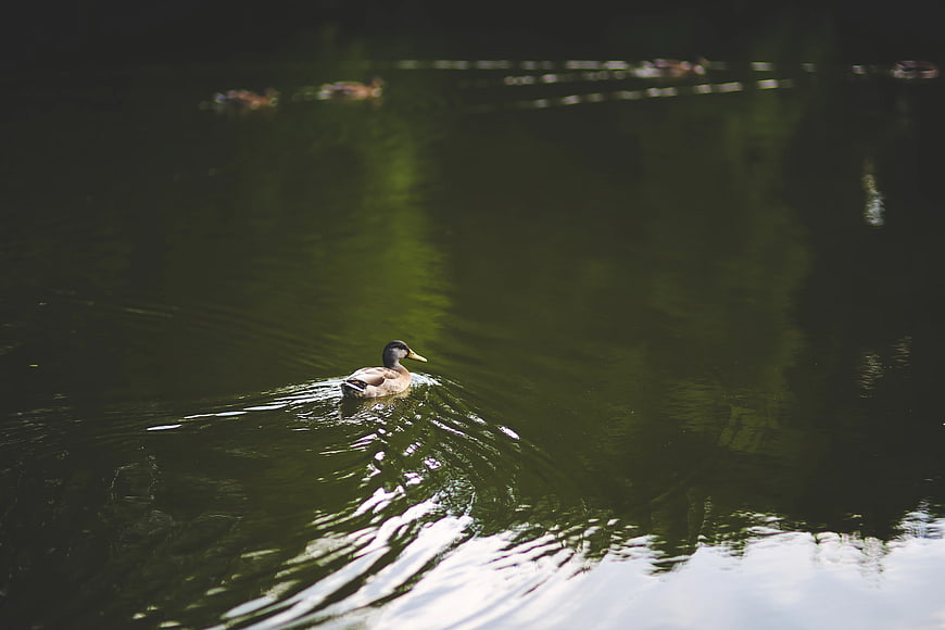 Lone Mallard Duck Swimming in Dark Green Pond