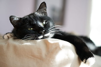 Black cat with white paws resting on a beige cushion
