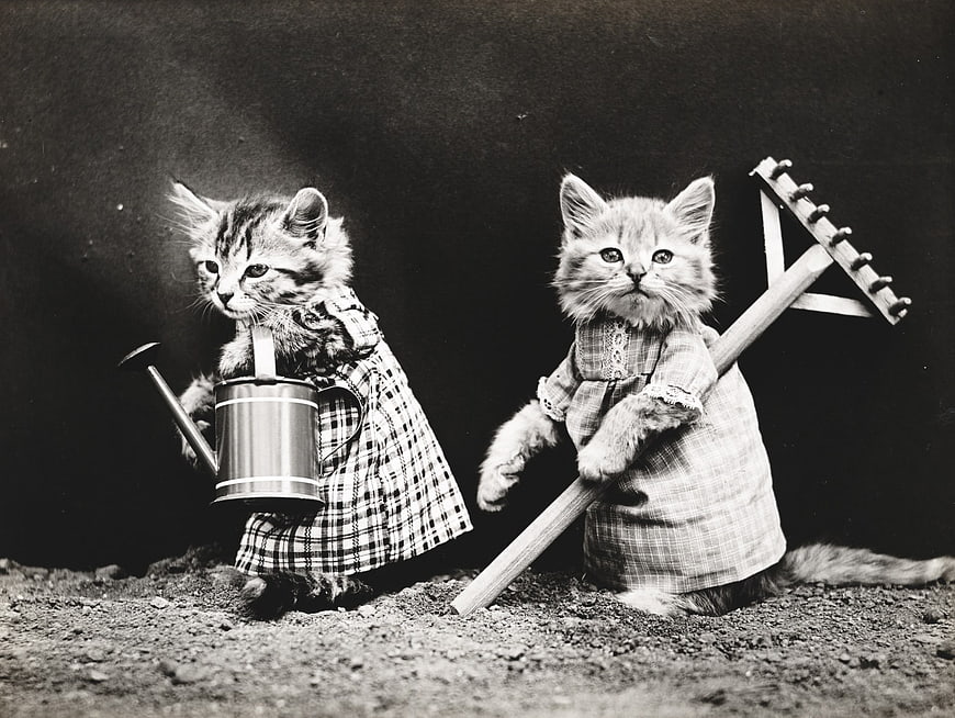 Vintage black and white photo of two kittens dressed as gardeners