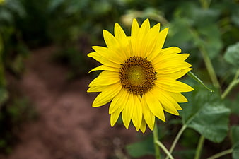 Vibrant Yellow Sunflower Close-Up in Garden